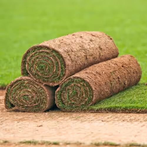 Fresh Lawn Turf 1m2